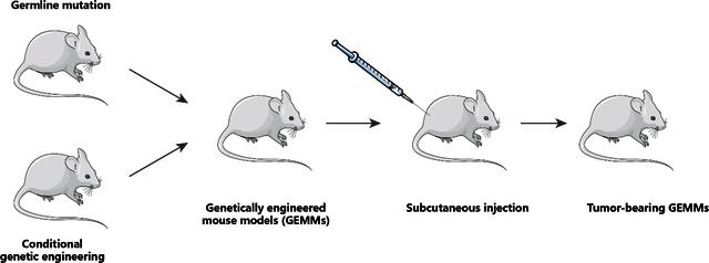 Gene Knockin Mouse Generation BIOGENE