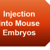 Conventional Knockout Mouse - BIOGENE