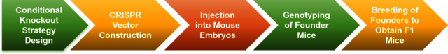 Conventional Knockout Mouse BIOGENE