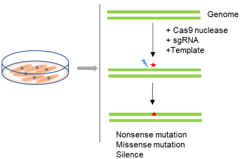 Point Mutation Cell Line Generation BIOGENE