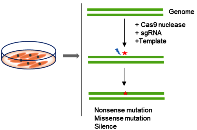 Point Mutation Cell Line Generation BIOGENE