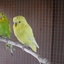 DSC 0001 - My parrots