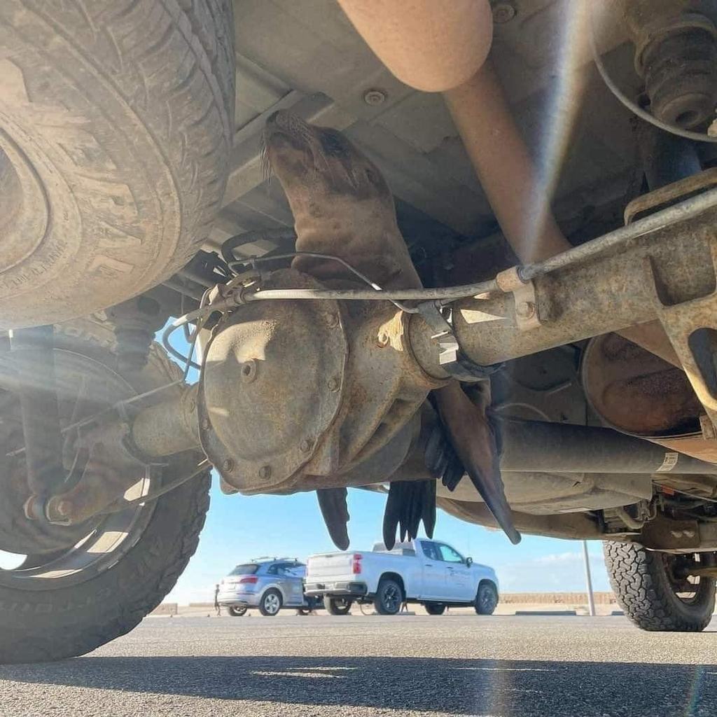 275673495 1936063636600363 212601103875179229 n - 