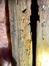 pest control Rosenberg Picture Box