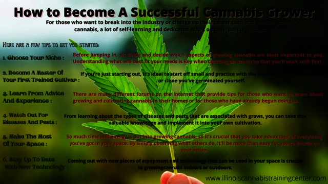 How to Become A Successful Cannabis Grower Cannabis