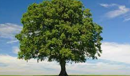 Tree Removal Picture Box