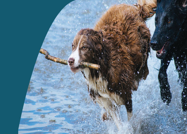 Pet Supplies Otley Picture Box