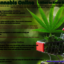 Buying Cannabis Online - Wh... - Cannabis