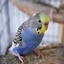 DSC 0079 - My parrots