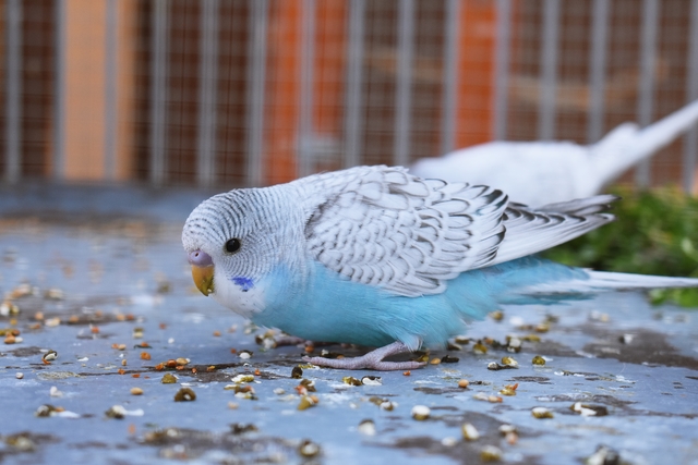 DSC 0080 My parrots