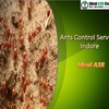 Ants Control Services Indore - Picture Box