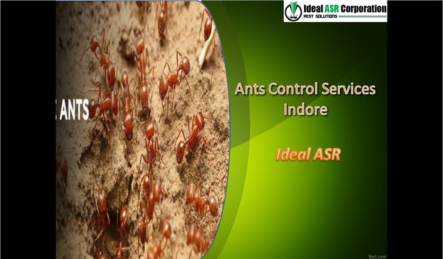Ants Control Services Indore Picture Box