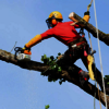 tree cutting 2 - Picture Box