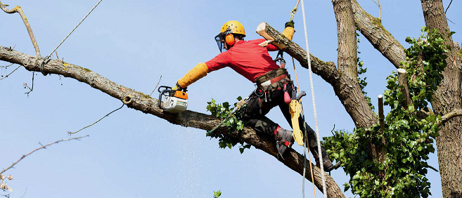 tree cutting 2 Picture Box