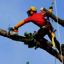 tree cutting 2 - Picture Box