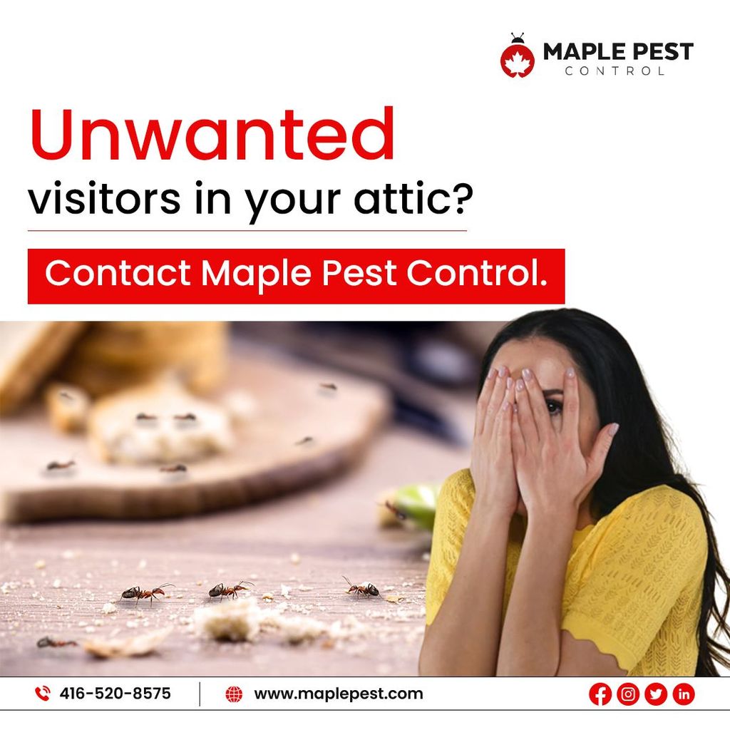 Pest Control Pest Control