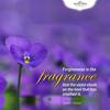 Non alcoholic fragrance concentrates - Multiflora Fragrances