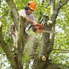 gallery img1 - Bronx Discount Tree Cutting...
