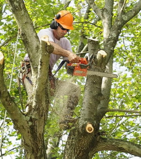 gallery img1 Bronx Discount Tree Cutting Service