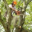 gallery img1 - Bronx Tree Trimming & Removal Company