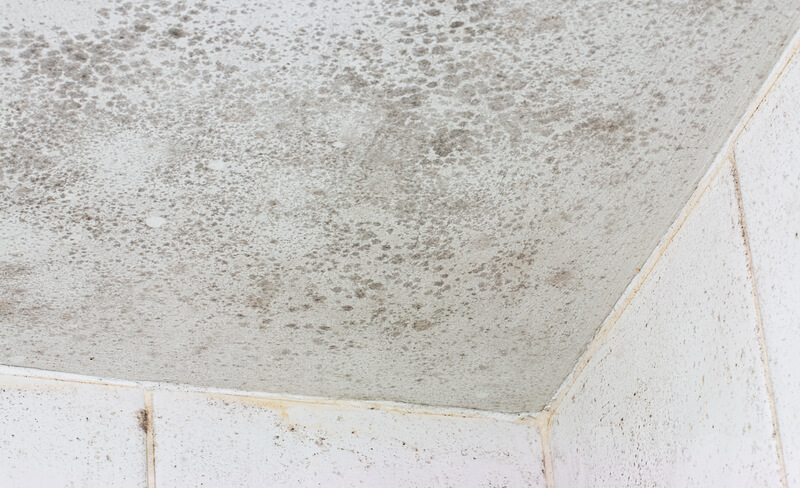 Mould Removal Service Picture Box