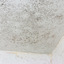 Mould Removal Service - Picture Box