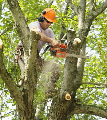 gallery img1 (1) Discount Tree Cutting Company in The Bronx