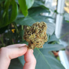 2021-10-24 - Burb Cannabis