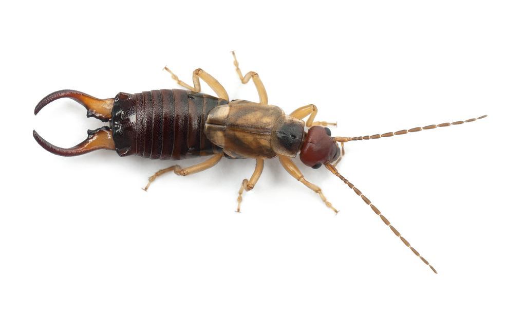 Pest-Control A Plus Pest Control