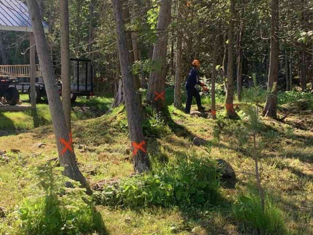 orangex-tree-services-simcoe-county OrangeX Tree Services