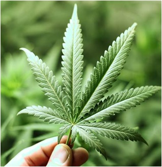 Marijuana For Sale Online Marijuana For Sale Online