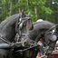  DSC6502 - Eper Paardenvierdaagse onderweg