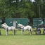  DSC6517 - Eper Paardenvierdaagse onderweg