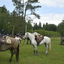  DSC6518 - Eper Paardenvierdaagse onderweg