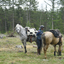  DSC6522 - Eper Paardenvierdaagse onderweg