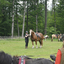  DSC6527 - Eper Paardenvierdaagse onderweg