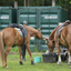  DSC6538 - Eper Paardenvierdaagse onderweg