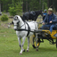  DSC6542 - Eper Paardenvierdaagse onderweg