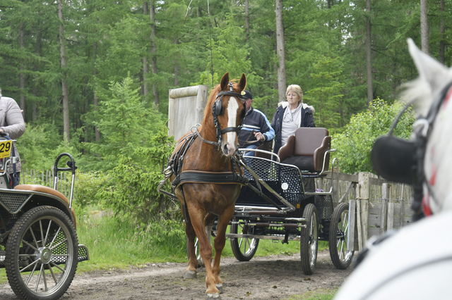  DSC6581 Eper Paardenvierdaagse onderweg