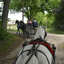  DSC6699 - Eper Paardenvierdaagse onderweg