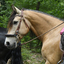  DSC6787 - Eper Paardenvierdaagse onderweg