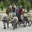  DSC6831 - Eper Paardenvierdaagse onderweg