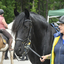  DSC6840 - Eper Paardenvierdaagse onderweg