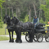  DSC6873 - Eper Paardenvierdaagse onde...