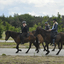  DSC6894 - Eper Paardenvierdaagse onderweg