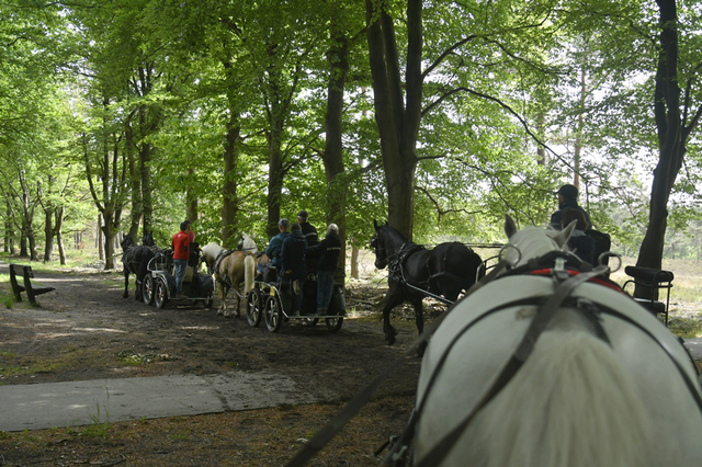  DSC6947 Eper Paardenvierdaagse onderweg