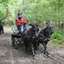  DSC7074 - Eper Paardenvierdaagse onderweg