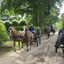  DSC7149 - Eper Paardenvierdaagse onderweg