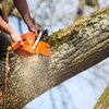 Tree Pruning - Picture Box