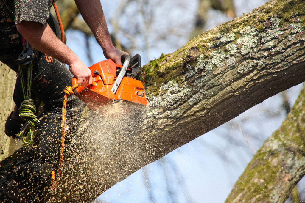 Tree Pruning Picture Box